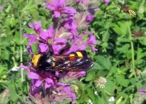 Réf. 235 263 : Megascolia maculata